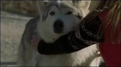 Quel est le nom du chien qui ressemble à un loup ?