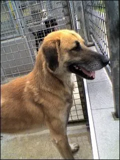 Quelle est une des races de son croisement ?