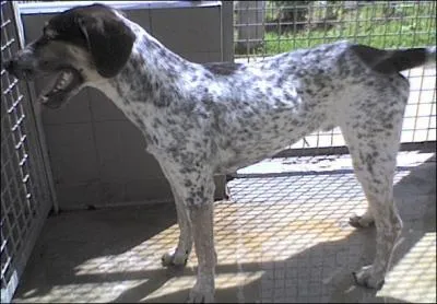 Quelle est une des races de son croisement ?