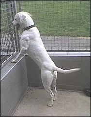 Quelle est une des races de son croisement ?