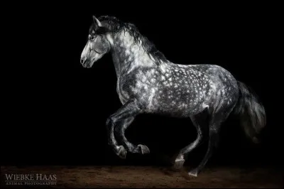 En termes de cavalier, tu serais plus à l'aise s'il était Galop...