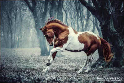 En termes de selle, tu préférerais...