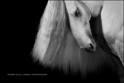 Accepterais-tu de monter avec un mors ?