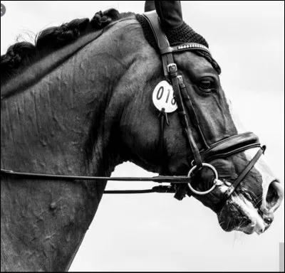 Quelle allure préfères-tu ?