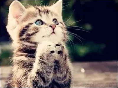 Quelle race de chat possède une très longue queue ?