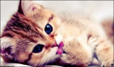 Pendant combien de temps la chatte allaite-t-elle ses petits ?