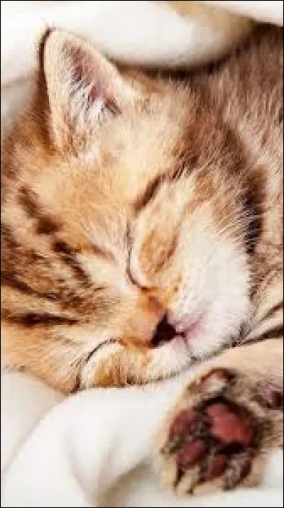 Jusqu'à combien de chatons la chatte peut-elle avoir par 
portée ?