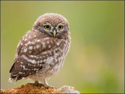 La chouette est un animal :