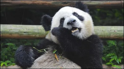 Le panda mange :