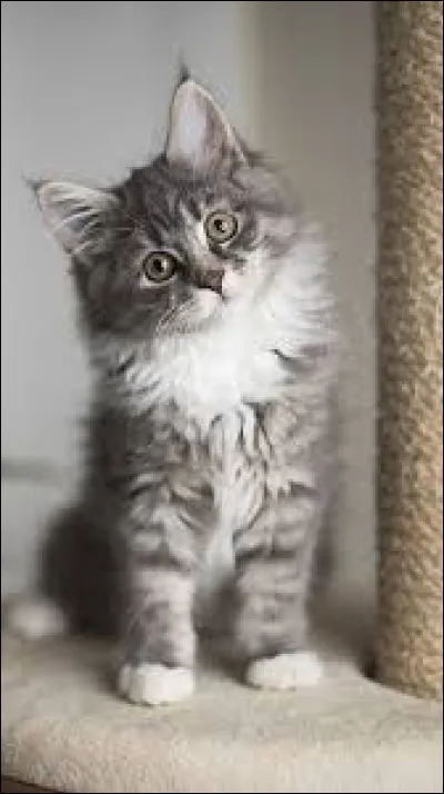 De quelle couleur est le chat dans le Dobble ?