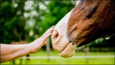 Si un cheval a un écoulement nasal important, que faut-il faire ?