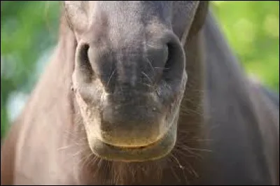 Si on voit un filet de sang clair, devrait-on immédiatement appeler le vétérinaire ?