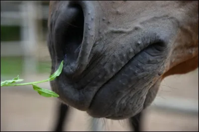 Quand il y a un filet de sang foncé, appelle-t-on le vétérinaire ?