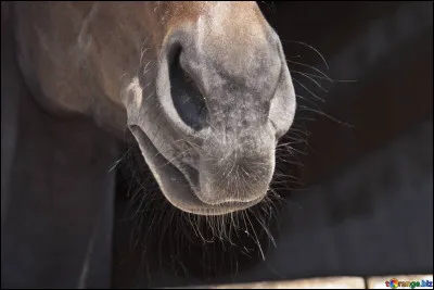 Un nez morveux, lui, devrait-il immédiatement nous inquiéter ?