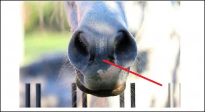 Comment nomme-t-on cette partie du nez du cheval ?