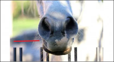 Cette partie, quant à elle, on l'a nommée...