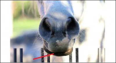 Dernière question sur l'anatomie du nez. Pouvez-vous me donner le nom de cette partie ?