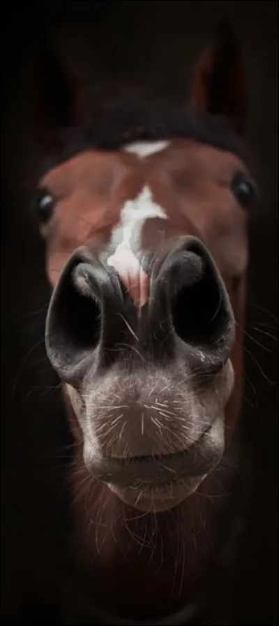 Si un cheval a un écoulement nasal important, que faut-il ne pas faire ?