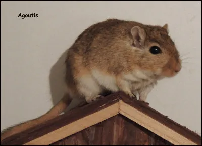 Une fois par semaine, faut-il changer la "liti&egrave;re" des gerbilles ?