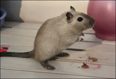 Elles ont un angle de vision de...