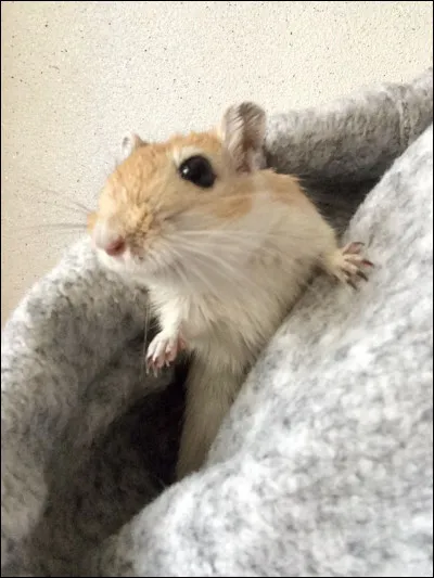 Le sens le plus d&eacute;velopp&eacute; chez les gerbilles est l'odorat :