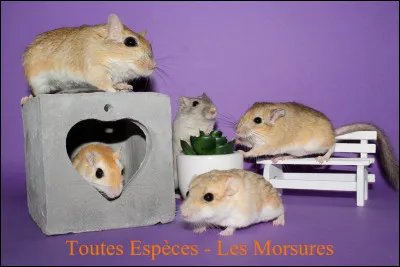 Le tambourinement stresse-t-il les gerbilles ?