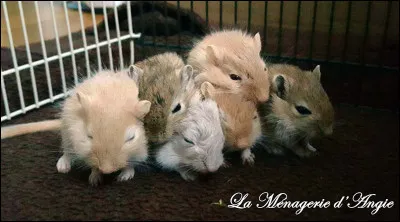 Les gerbilles ont-elles des dents qui n'arr&ecirc;tent pas de pousser ?