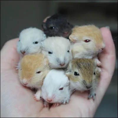 Les gerbilles vivent...