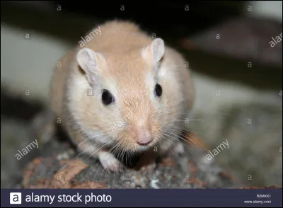 Les gerbilles doivent au moins &ecirc;tre...