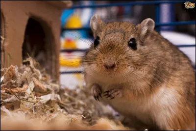 Le plastique est tr&egrave;s dangereux pour les gerbilles si elles le rongent :