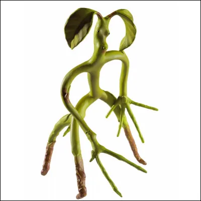 De quelle race est la petite créature verte de Norbert Dragonneau ?