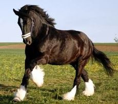 Quiz Chevaux