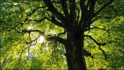 "Mortelle randonnée" est un film réalisé par...