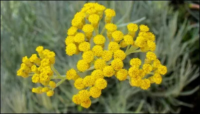 Comment s'appelle cette fleur qui a une activité anti-âge et qui est utilisée dans de nombreux produits L'Occitane ?