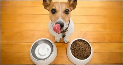 Un chien peut-il être végétarien ?