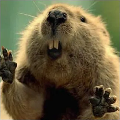 Il y a des castors au lac près d'Angers.