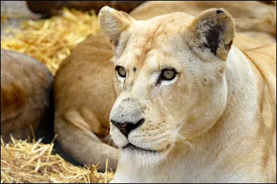 Dans le film "Roi lion 3", qui dit à Timon "Hakuna Matata" ?