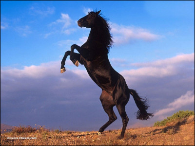 Quel cheval est noir ?