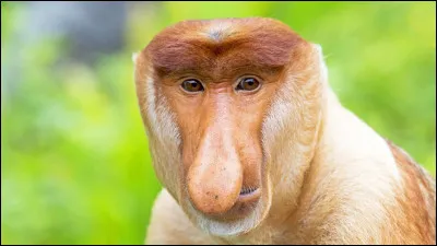 Quel est ce singe au gros nez ?