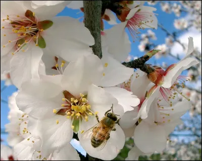 Ce miel principalement récolté dans la vallée du Rhône, en Provence, en Languedoc-Roussillon, est assez rare car la floraison commence tôt (mars) au moment où les abeilles ne sont pas encore très actives et dure peu de temps (mars, avril).
Quel est ce miel ?