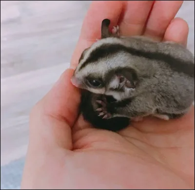 À qui appartient ce petit animal ?