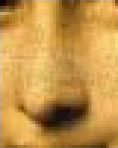 À qui ce nez est-il cette fois-ci ?