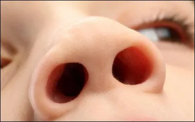 Comment appelle-t-on les trous de nez ?