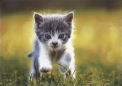 Comment appellerais-tu ton chat si tu en avais un ?