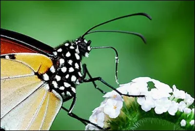 Quel est le nom du nez du papillon ?