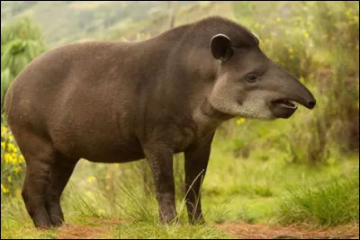 Comment le nez du tapir est-il appelé ?
