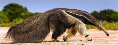 Pourquoi le grand tamanoir possède-t-il un long et fin museau ?