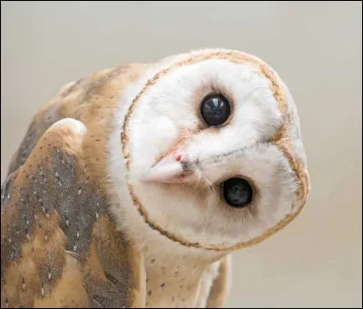 Tu as un animal magique, quel est-il ?