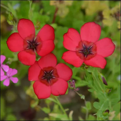 Quelles études supérieures (bac + 3) sont les plus conseillées si vous voulez entamer une carrière de nez ?