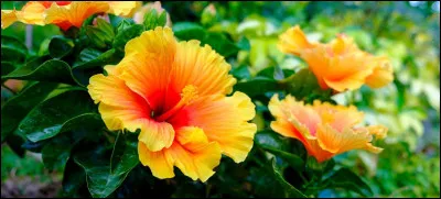 Quel salaire mensuel brut les nez les plus expérimentés, travaillant pour les plus grands parfumeurs, peuvent-ils raisonnablement espérer gagner ?